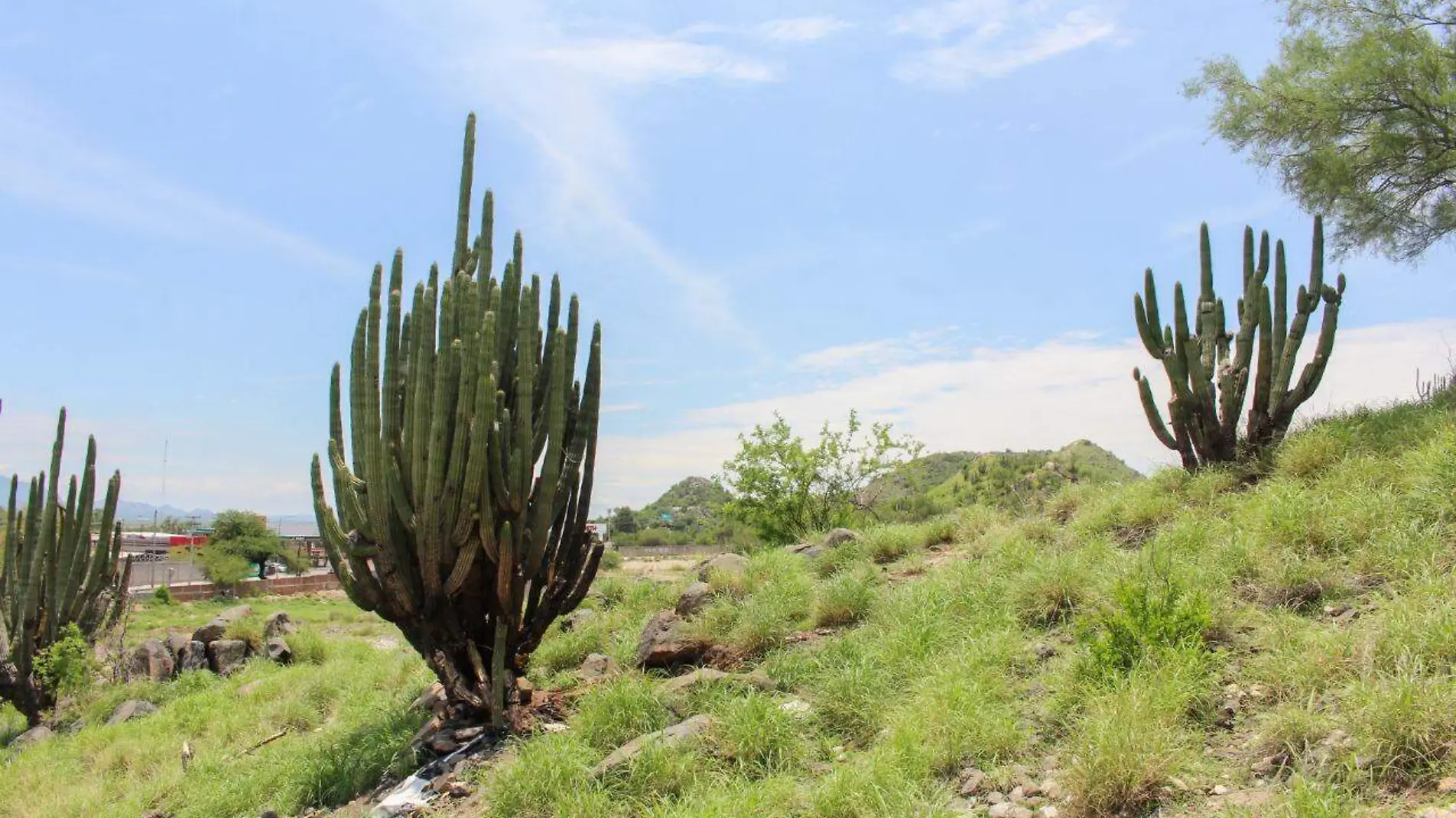 Hermosillo-verde-árboles-vegetación (2)